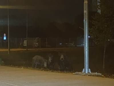  Divlje svinje na putu u Dervišima, vozači upozoravaju na oprez 