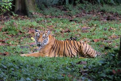 tigar 
