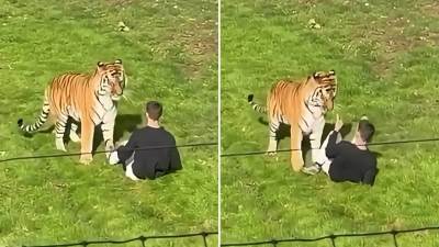  Muškarca usmrtio tigar u zoološkom parku u Engleskoj 