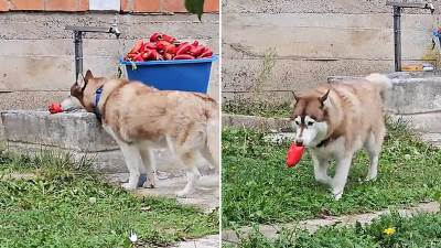  Koje povrće psi smiju da jedu, a koje može da bude opasno 