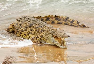  Horor na Floridi: Aligator usmrtio starca dok je pecao u parku 