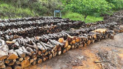  Izbori u Brazilu mogli bi da odluče sudbinu Amazonske prašume 